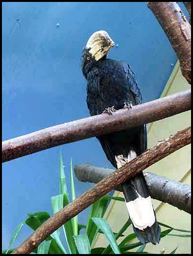 Malaienhornvogel-02-Black Hornbill (Anthracoceros malayanus).jpg