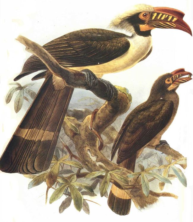 calao de manille dage 0g - Luzon Hornbill (Penelopides manillae).jpg