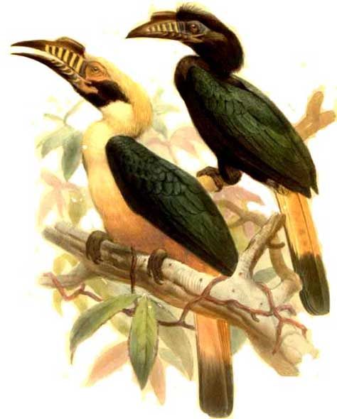 calao de mindoro dage 0g - Mindoro Hornbill (Penelopides mindorensis).jpg