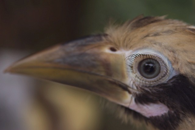 Philippine tarictic hornbill noahjackson01 - Penelopides panini.jpg