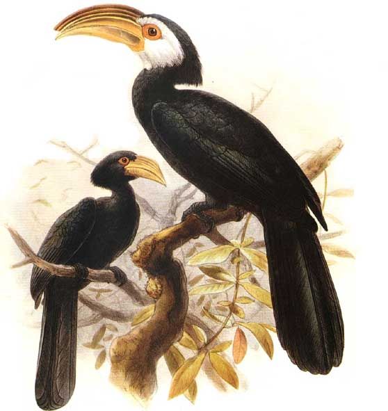 calao des celebes dage 0g - Sulawesi Tarictic or Dwarf Hornbill (Penelopides exarhatus).jpg