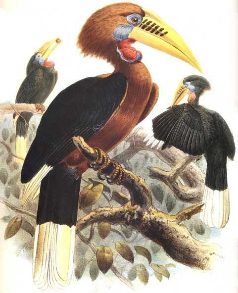 calao a cou roux dage 0g - Rufous-necked Hornbill (Aceros nipalensis).jpg