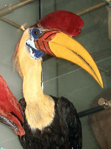 Stavenn Knobbed Hornbill (Aceros cassidix) 00.jpg