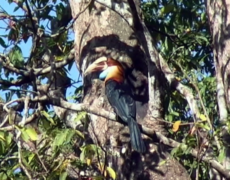 Sumba Hornbill (Rhyticeros everetti).jpg