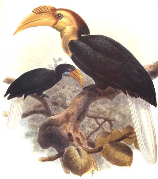 calao a gorge claire dage 0g - Plain-pouched Hornbill (Rhyticeros subruficollis).jpg