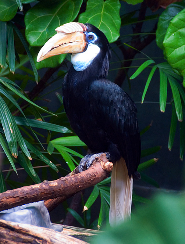 Hornbillfemale39 - Papuan or Blyth\'s Hornbill (Rhyticeros plicatus).jpg