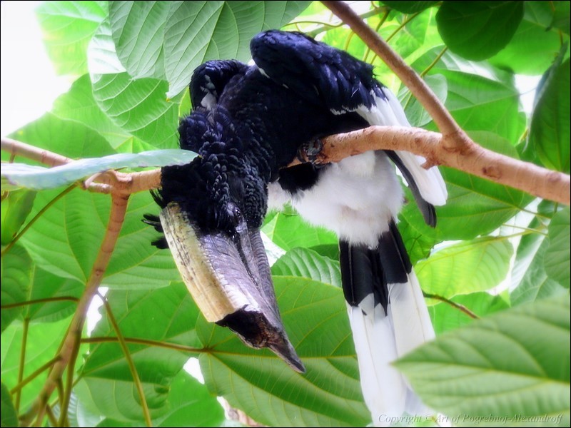 Black-and-white-casqued Hornbill (Bycanistes subcylindricus).jpg