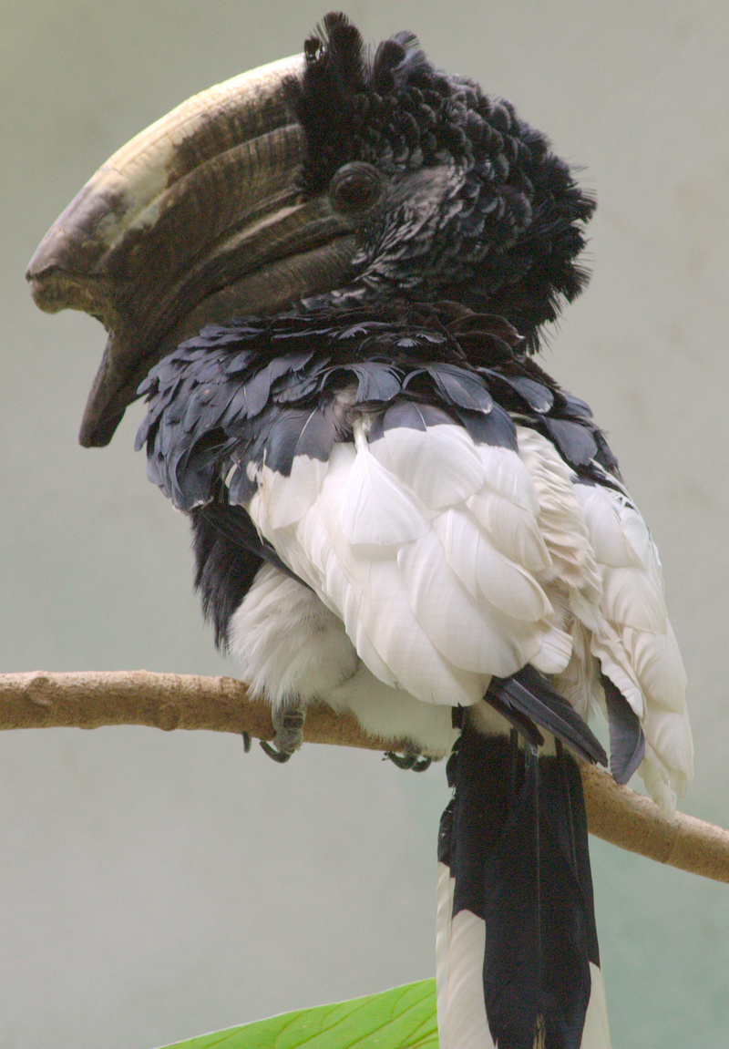 Black-and-white-casqued Hornbill - Bronx Zoo-Bycanistes subcylindricus.jpg