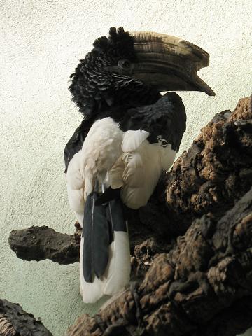 Stavenn Black-and-white-casqued Hornbill (Bycanistes subcylindricus) 00.jpg