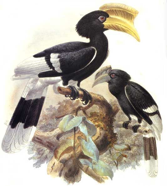 calao a joues brunes dage 0g - Brown-cheeked Hornbill (Bycanistes cylindricus).jpg