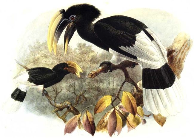 calao a cuisses blanches dage 0g - White-thighed Hornbill (Bycanistes albotibialis).jpg