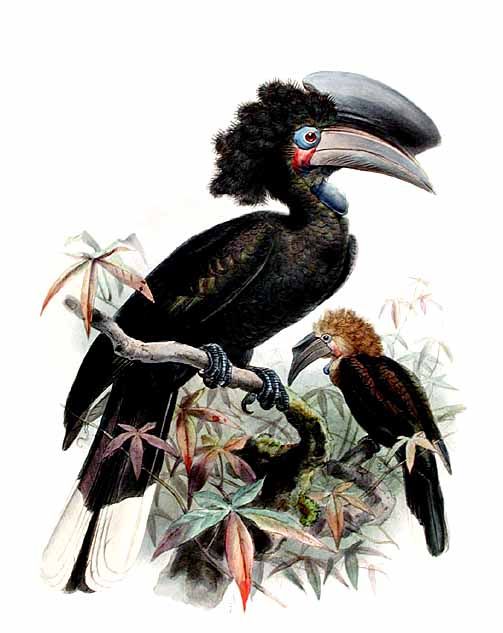 calao a casque noir dage 0g - Black-casqued Wattled Hornbill (Ceratogymna atrata).jpg
