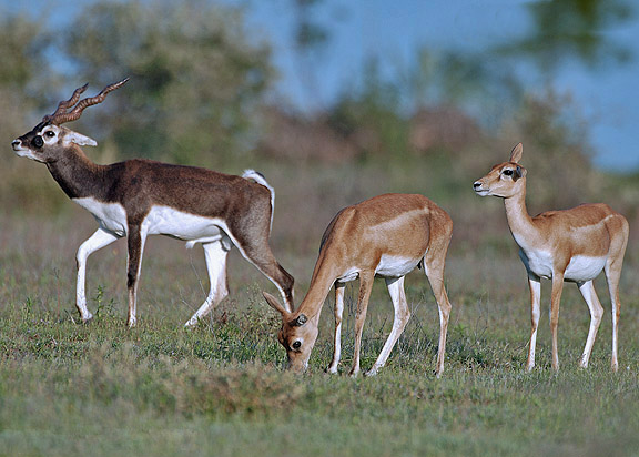 Blackbuck (Antilope cervicapra) male female.jpg