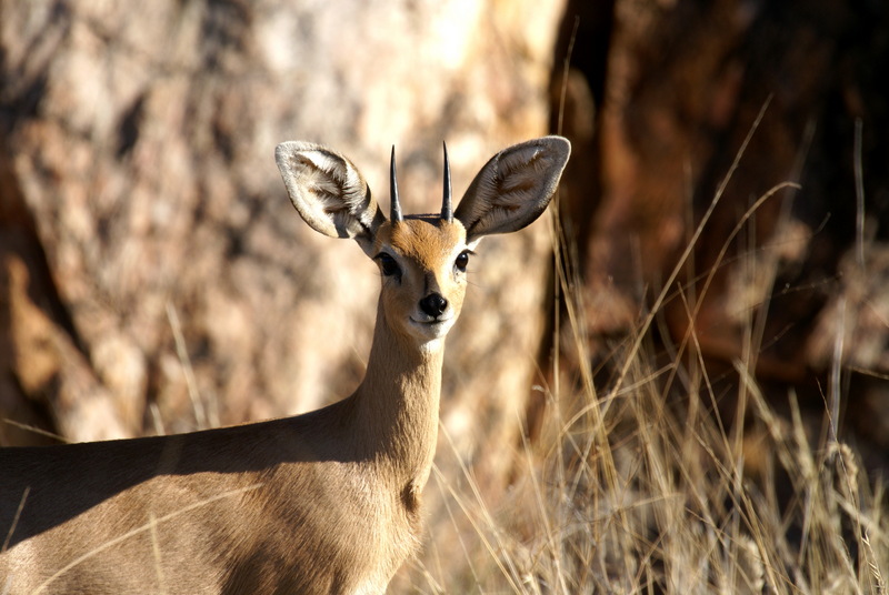 Steenbok (Raphicerus campestris) detail head male.jpg