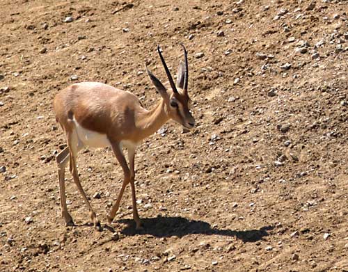 Dorcas Gazelle (Gazella dorcas).jpg