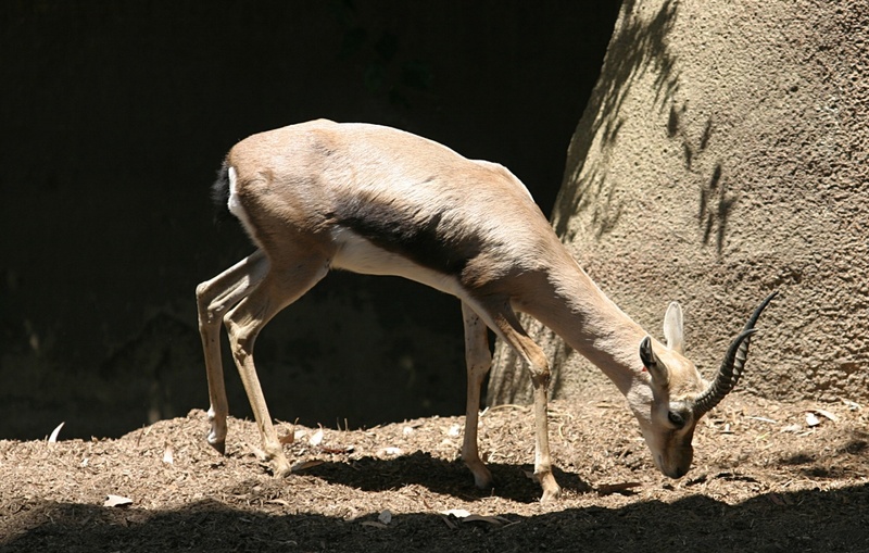Speke\'s Gazelle (Gazella spekei).jpg