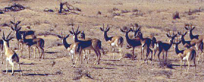 Saudi Gazelle (Gazella saudiya).jpg