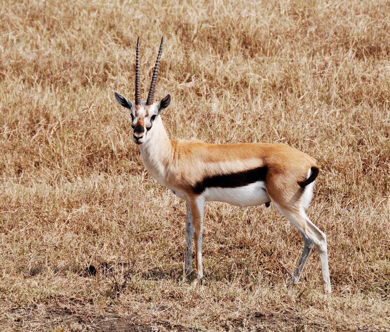 Thompson gazelle-Thomson\'s Gazelle (Gazella thomsoni).jpg