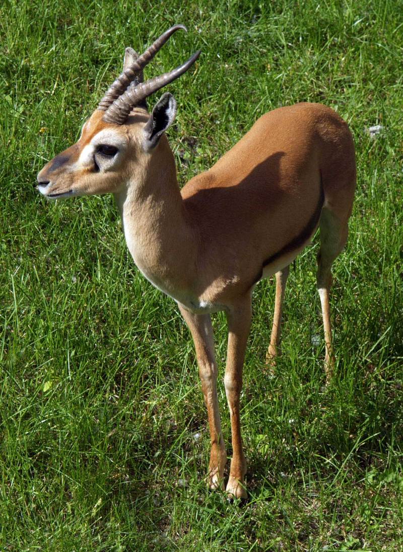 Red-fronted Gazelle (Gazella rufifrons) AB.jpg