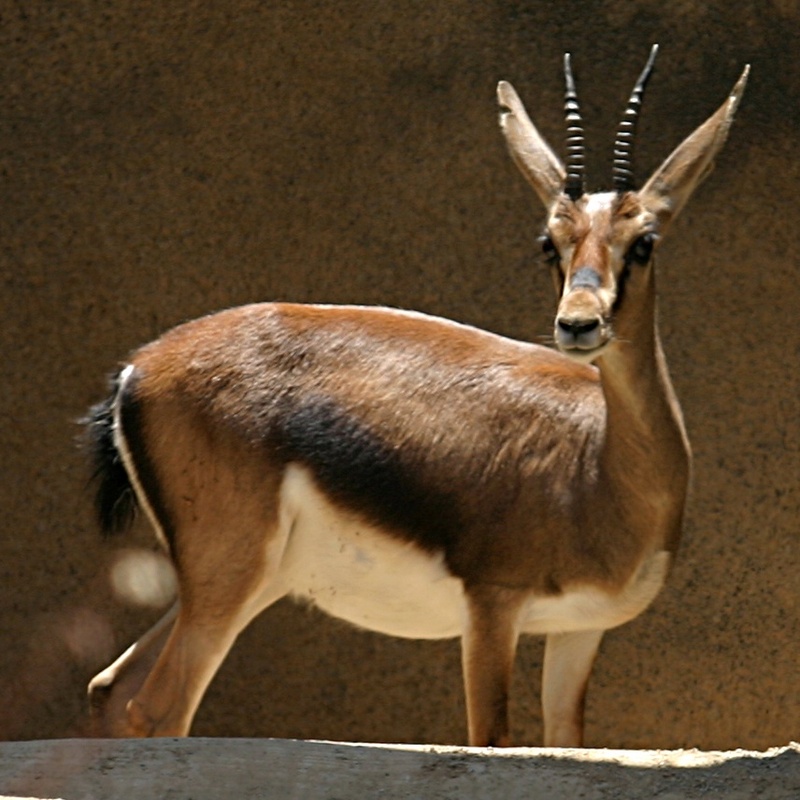 Cuvier\'s Gazelle (Gazella cuvieri).jpg