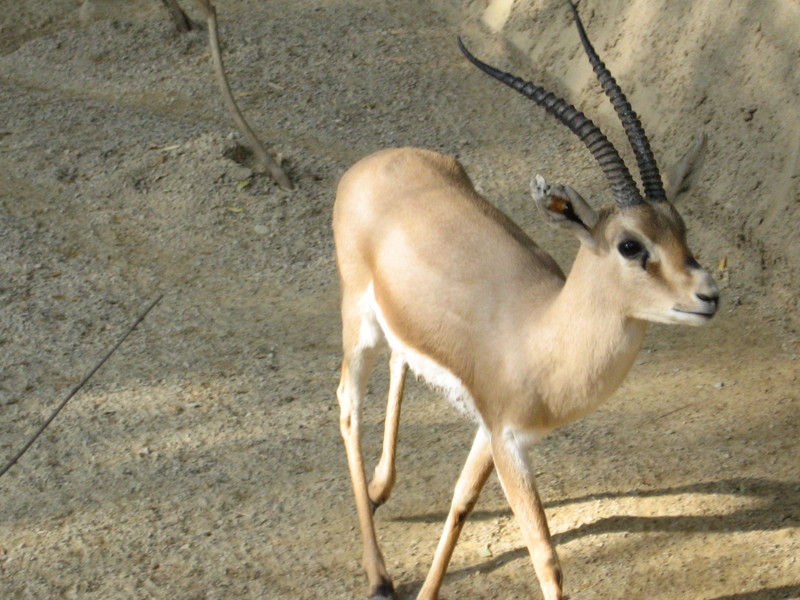 Slender-horned gazelle (Cincinnati Zoo) - Rhim Gazelle (Gazella leptoceros).jpg