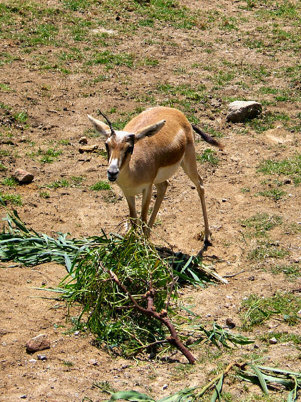 Persian Goitered Gazelle2-Black-tailed  Gazelle (Gazella subgutturosa).jpg