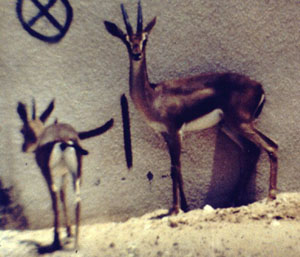 Yemen or Queen of Sheba\'s Gazelle (Gazella bilkis).jpg