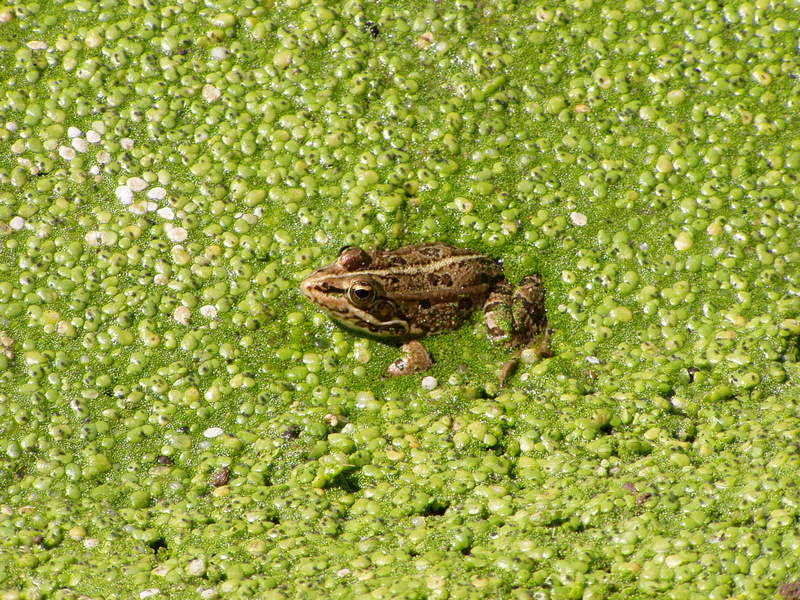 Rana perezi big - Iberian Water Frog.jpg