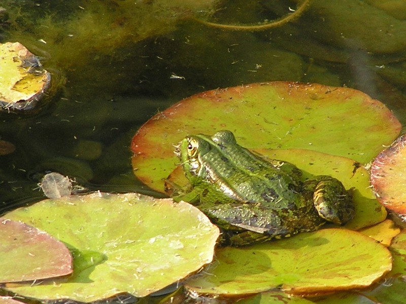 Iberian Water Frog - Rana perezi.jpg
