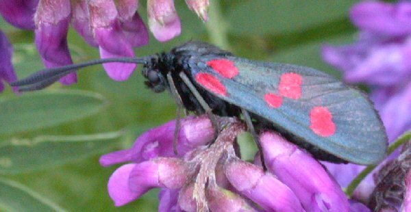 Five-spot Burnet moth, Zygaena trifolii.jpg