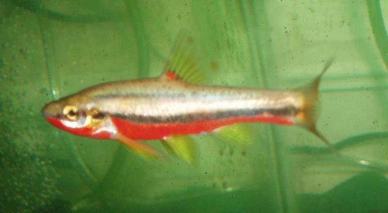 Southern Red-Bellied Dace-Southern Redbelly Dace (Phoxinus erythrogaster).jpg