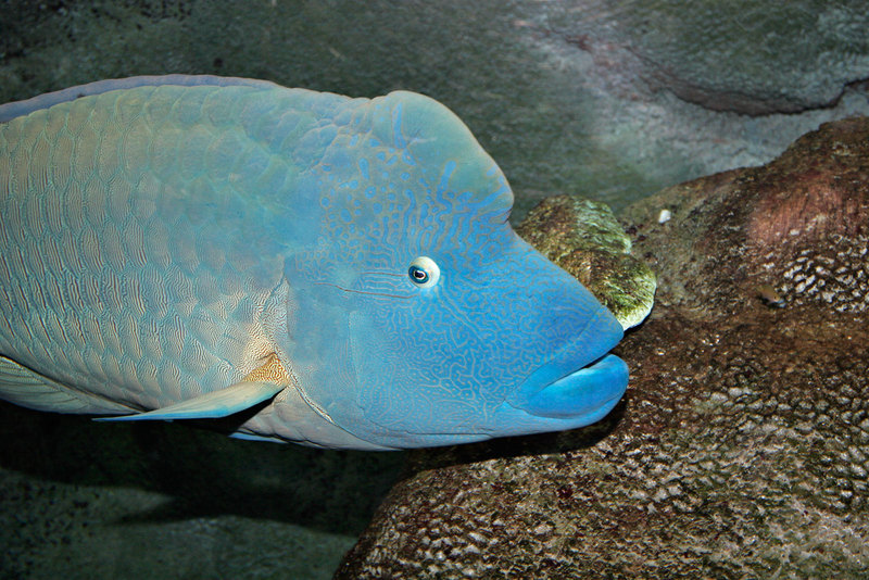 Humphead Wrasse (Cheilinus undulatus) melb aquarium-Napoleon fish.jpg