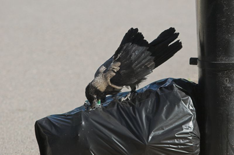 Hooded Crow (Corvus cornix) waste bag.jpg