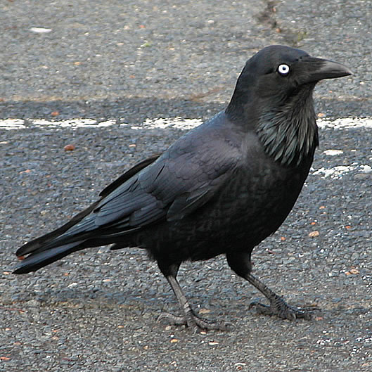 Australian Raven (Corvus coronoides).jpg