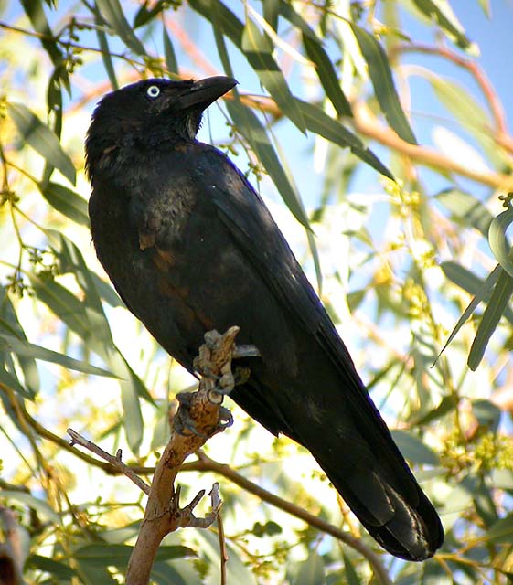 Little Crow (Corvus bennetti) (Fifer).jpg