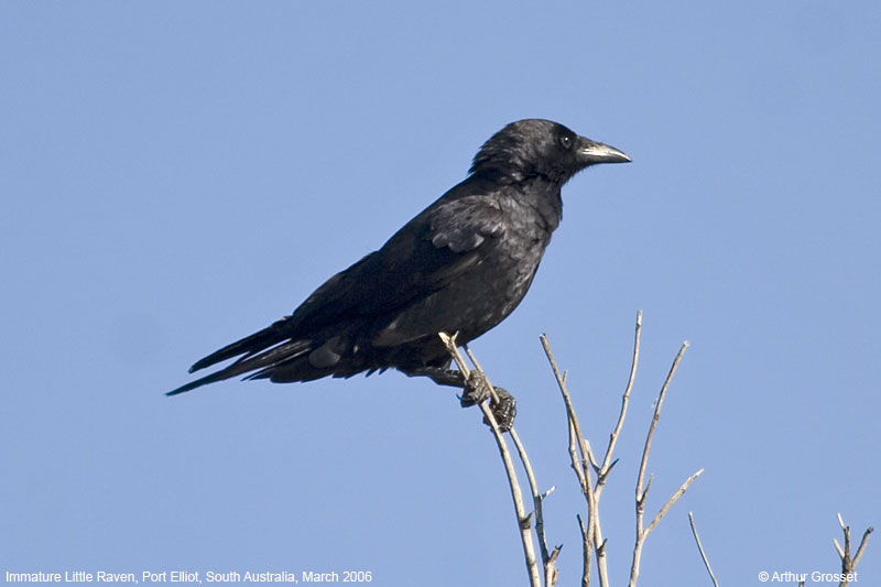cormel19082-Little Raven (Corvus mellori).jpg