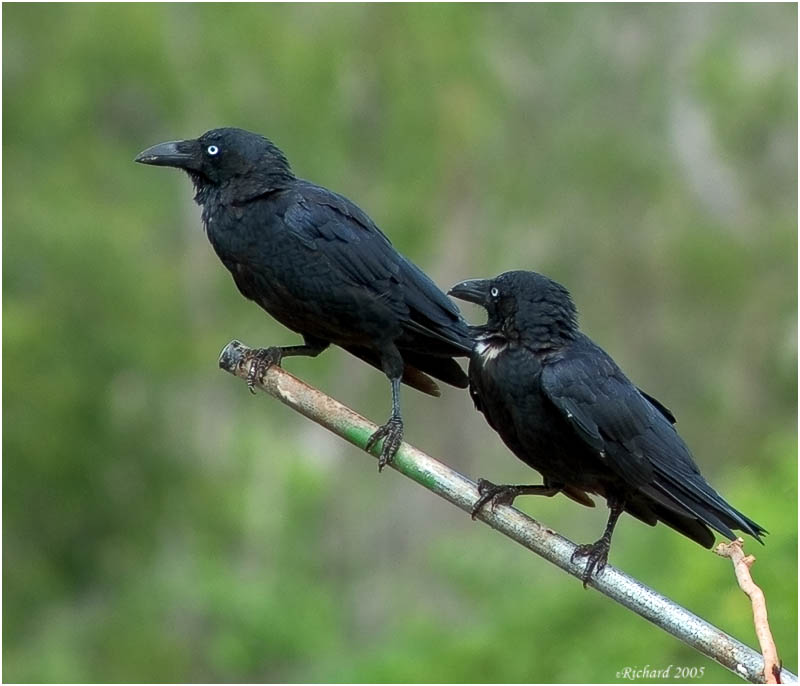 Torresian Crow (Corvus orru).jpg