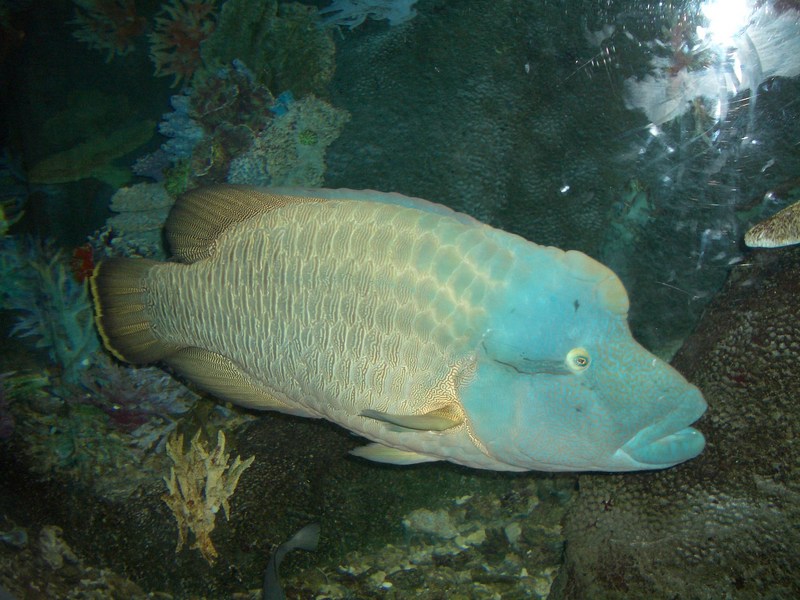 ReefFish001-Humphead Wrasse (Cheilinus undulatus).jpg