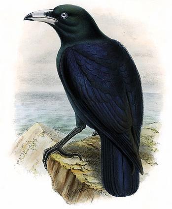 Macrocorax woodfordi-White-billed Crow (Corvus woodfordi).jpg