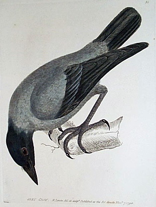 Grey Crow (Corvus tristis).jpg