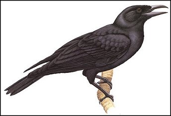 Mariana Crow (Corvus kubaryi).jpg