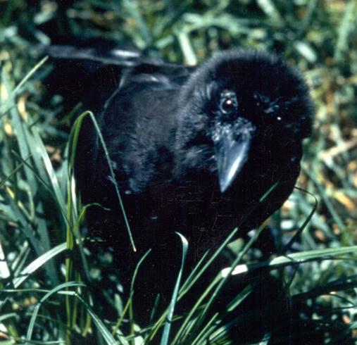 Hawaiian Crow (Corvus hawaiiensis), Alala in grass.jpg