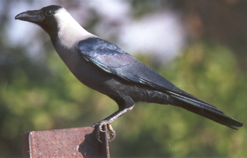 Colombo or House Crow (Corvus splendens).jpg