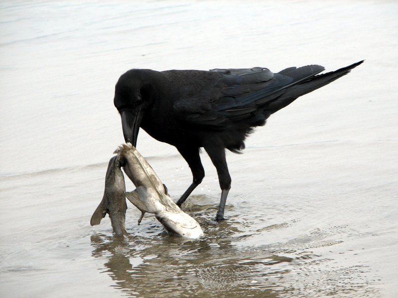 Raven scavenging on a dead shark-Jungle Crow (Corvus macrorhynchos).jpg