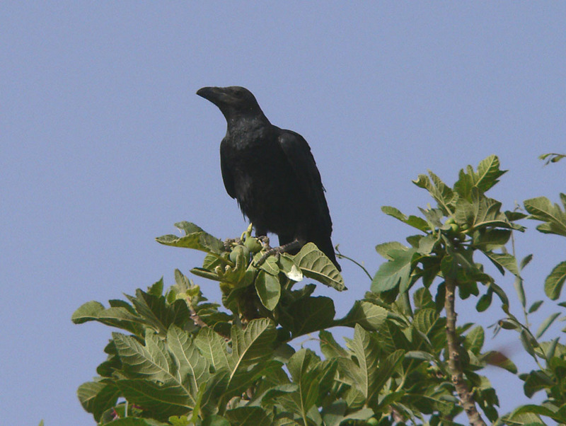 Brown-necked Raven (Corvus ruficollis).jpg