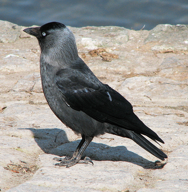 Dohle (Corvus monedula) d1-European Jackdaw.jpg