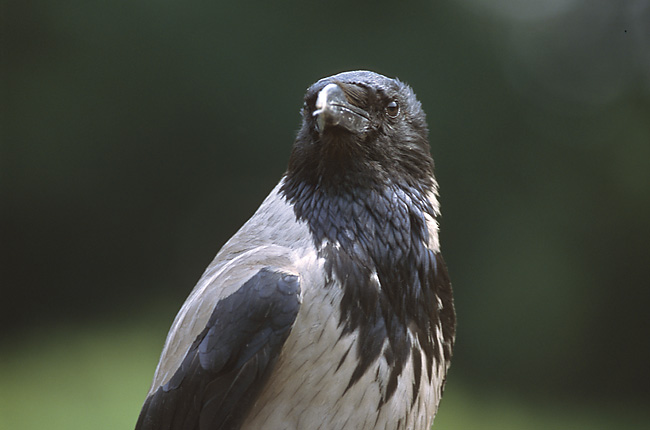 Corvus corone cornix (Marek Szczepanek)-Hooded Crow (Corvus cornix).jpg