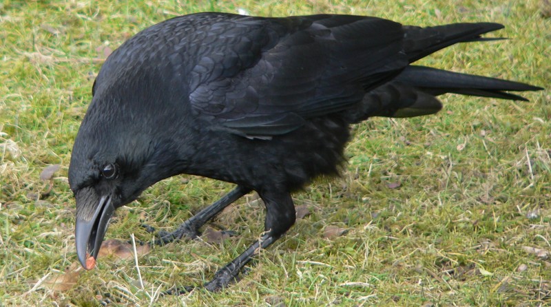 Carrion Crow (Corvus corone) Rabenkr??he 1.jpg