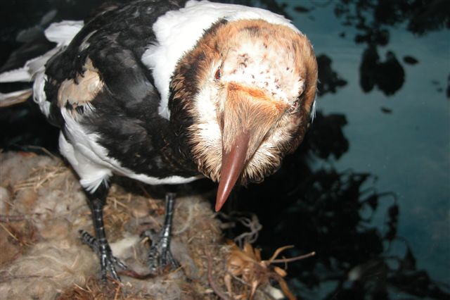 Image-Hvidbroget ravn-Pied Raven (Corvus corax varius).jpg