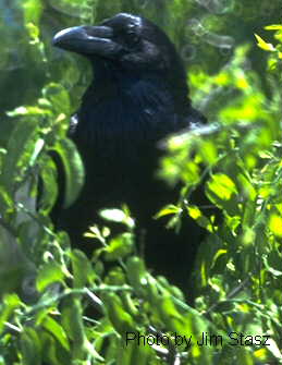 h4870pi-Chihuahuan Raven Corvus cryptoleucus.jpg